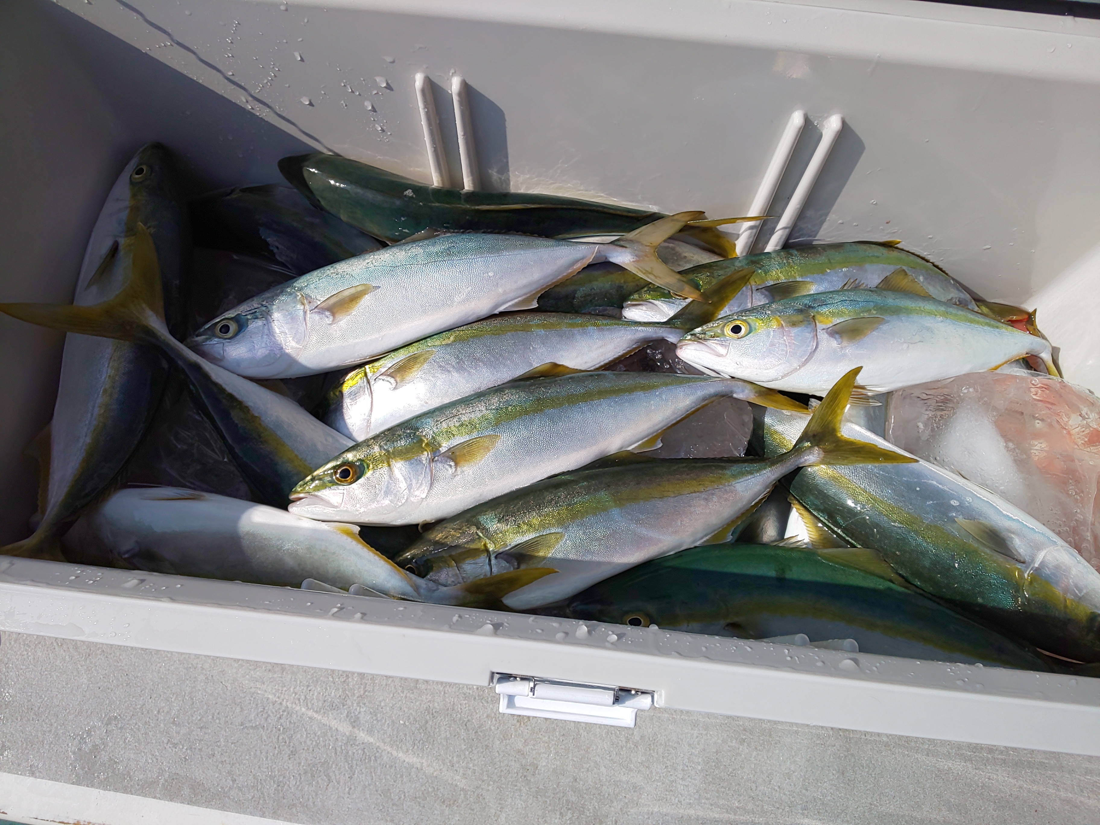 明日からもヒラメ、青物釣り出船です!