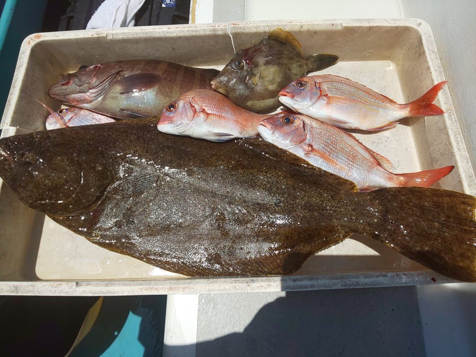 高級魚釣りまくり!
