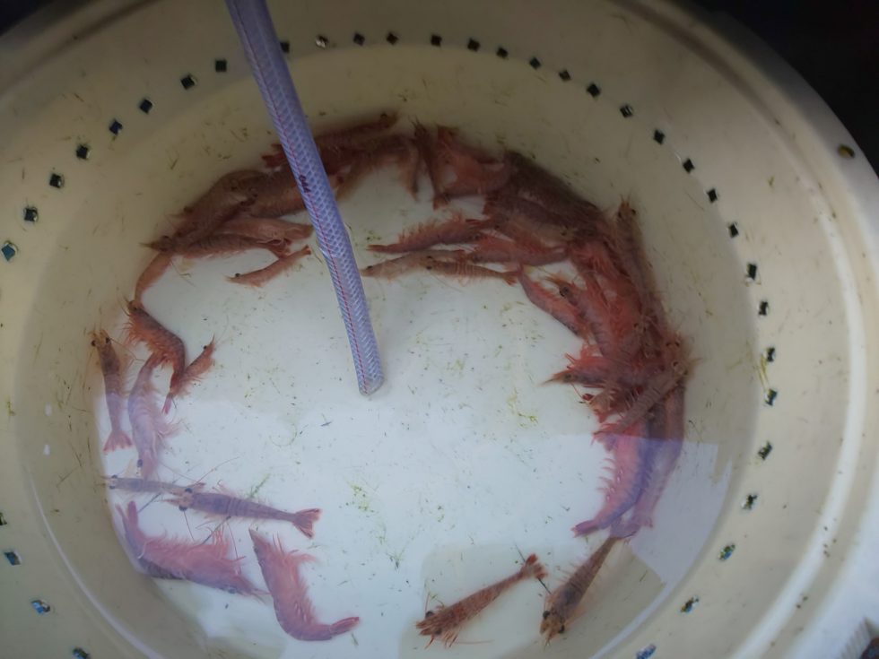 活きウタセエビ