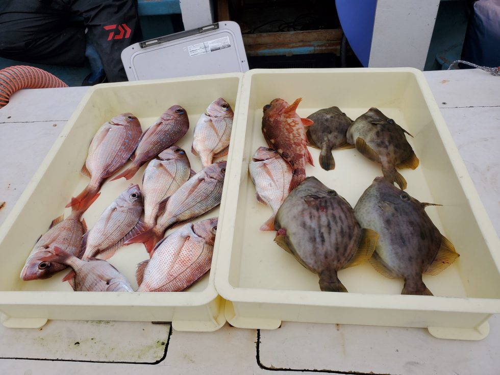 小鯛、カワハギが好調ー!
