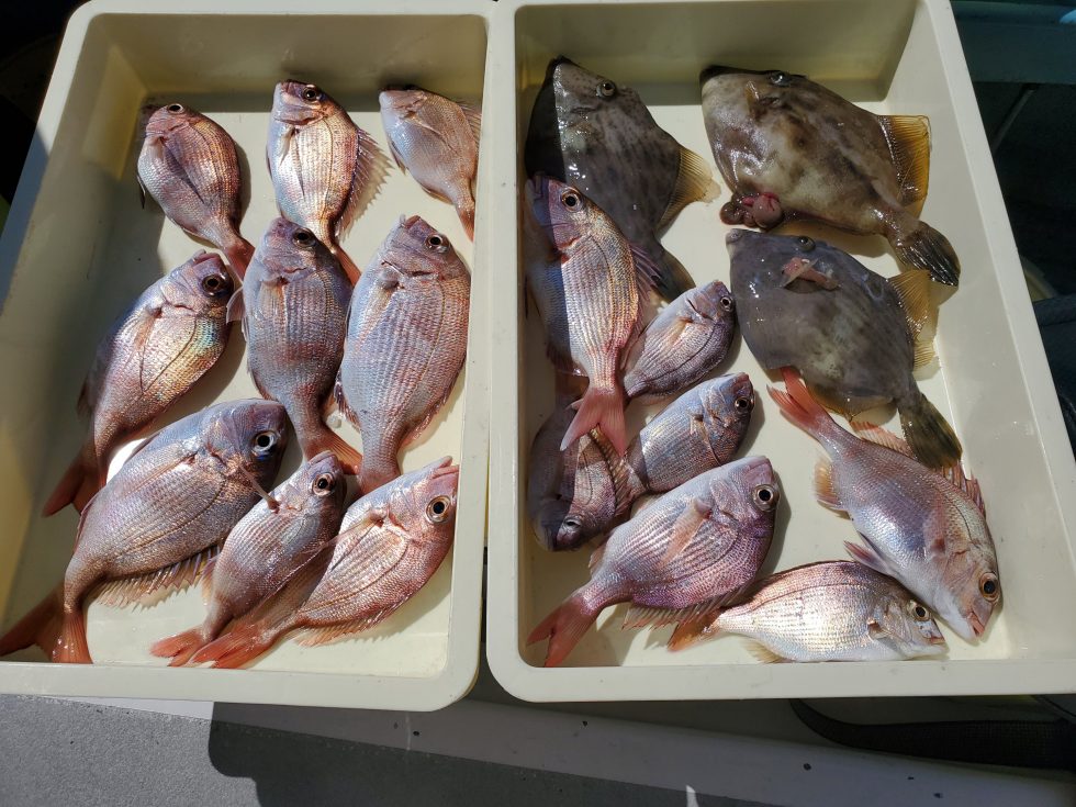 小鯛、カワハギ絶好調ー!