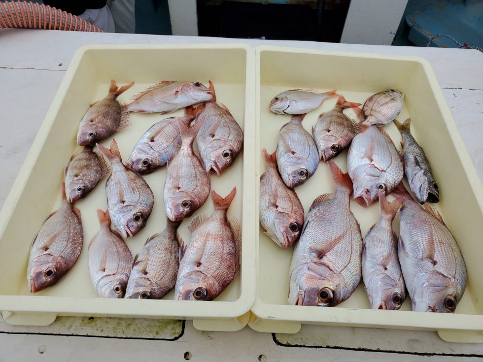 連日小鯛入れ食い状態!