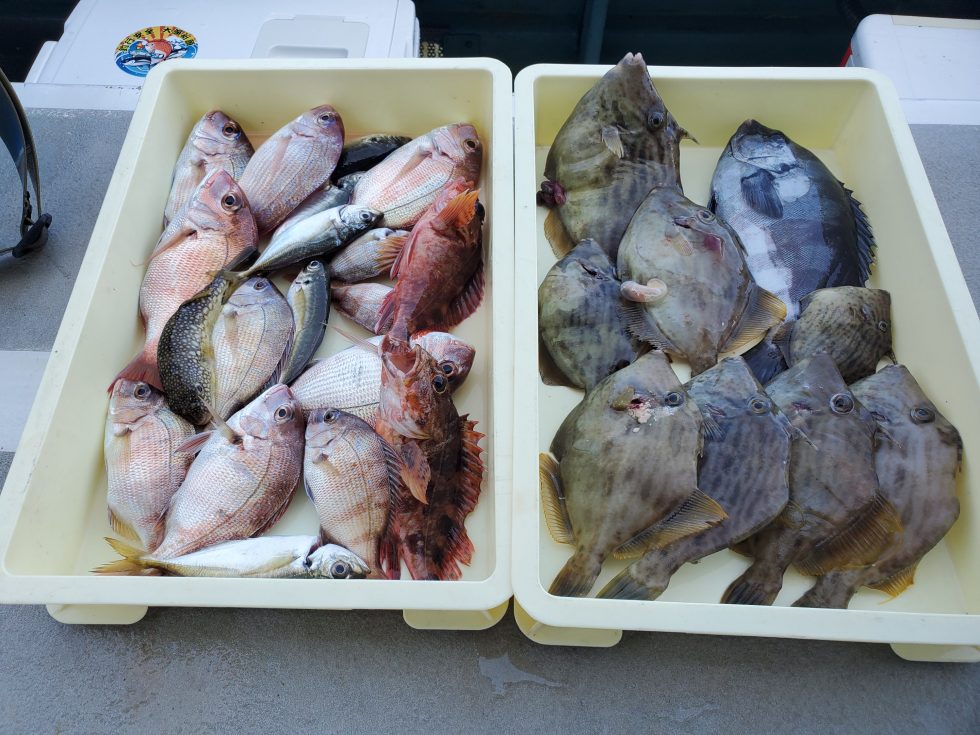 小鯛、肝パンカワハギ釣りまくり!