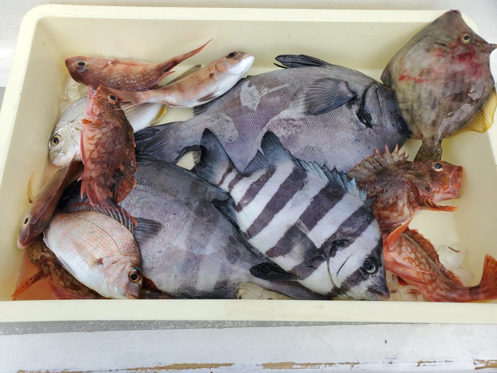 多彩な高級魚!