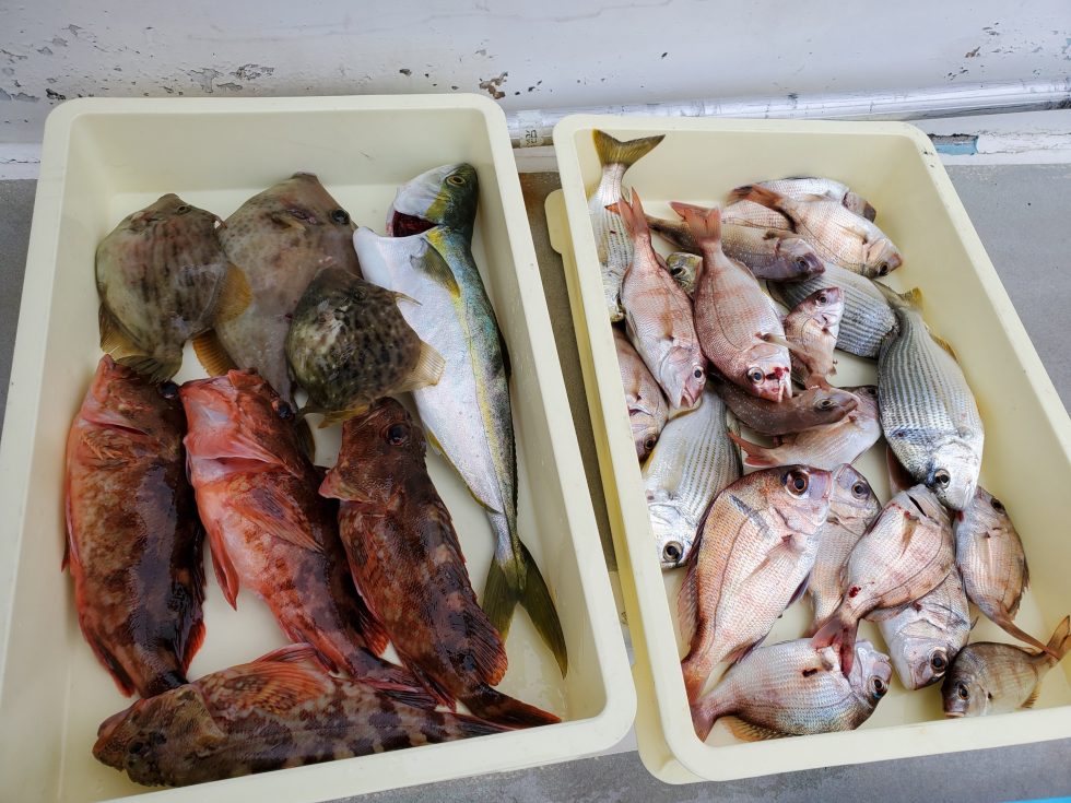 入れ食い状態!