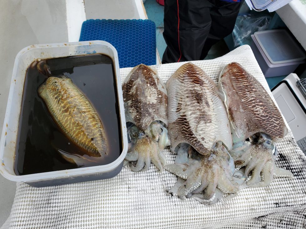 コウイカの沖漬け!