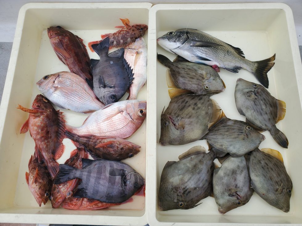 いろんな魚をゲット!