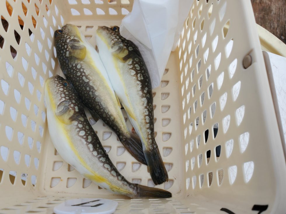 ふぐも嬉しい!明日(水)はテンヤタチウオ釣りへ出船します。