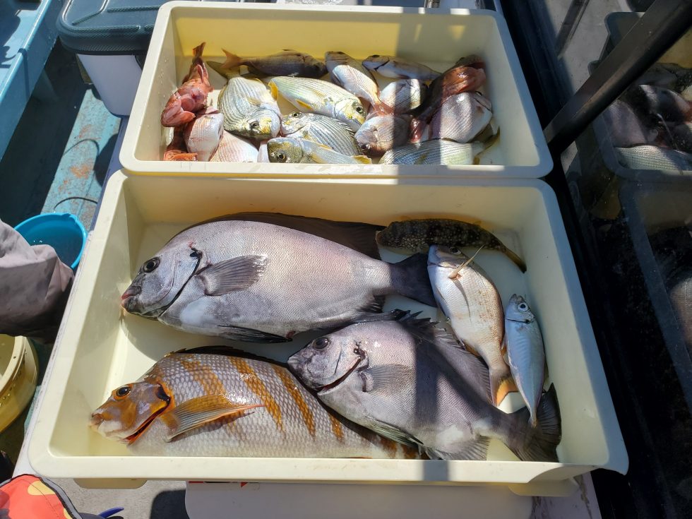 凄い釣果!高級魚満載!