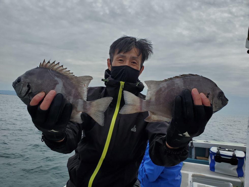 人気魚サンバソウがチャンス!