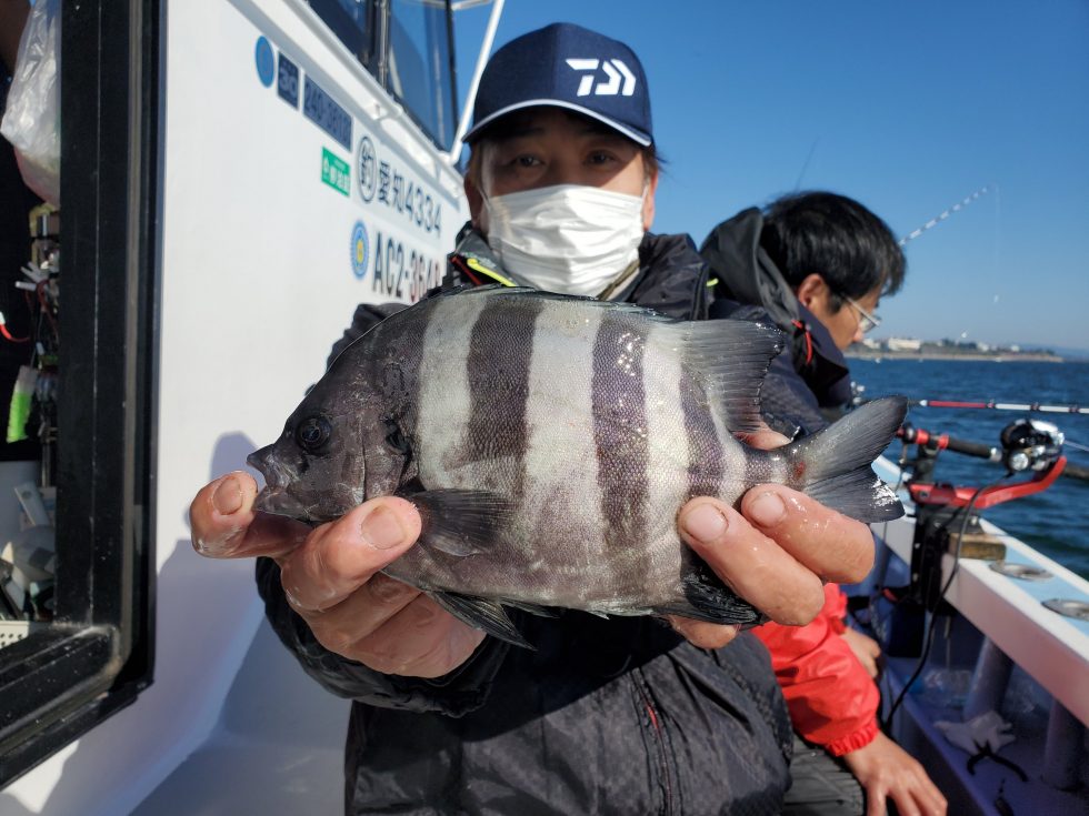 サンバソウが良いですね。