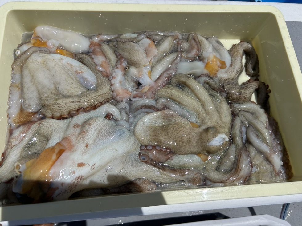 朝便タコ釣り出船中!