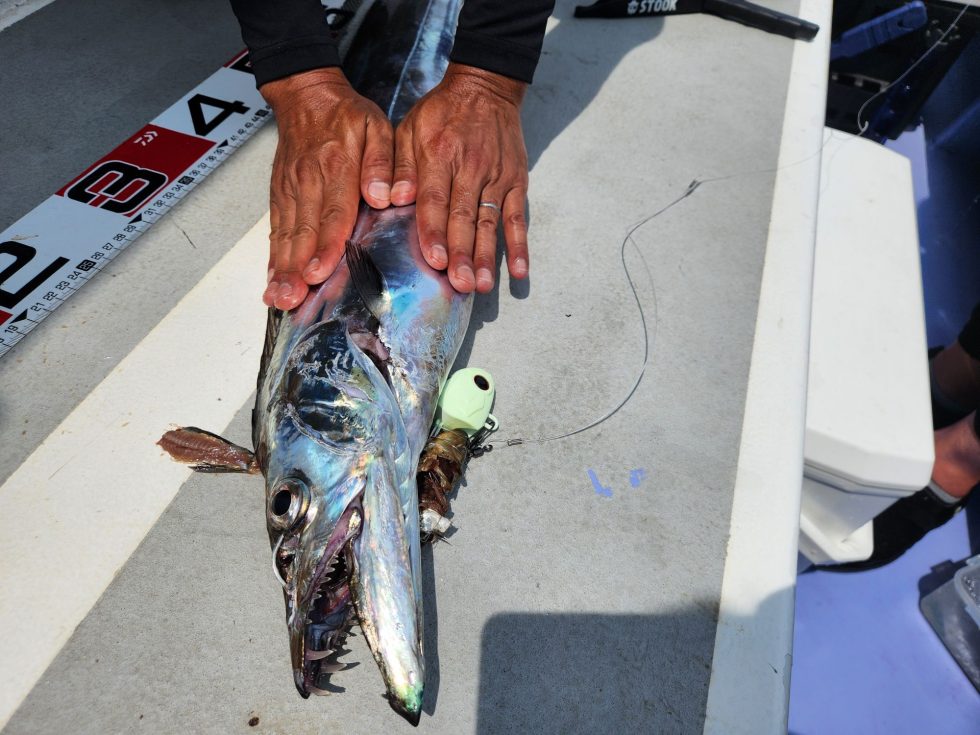 伊良湖産、極太タチウオが熱いっ！