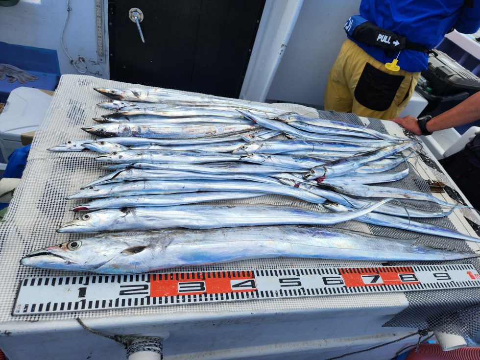 明日からはテンヤタチウオ釣り、ウタセ五目釣り、ともに出船します！