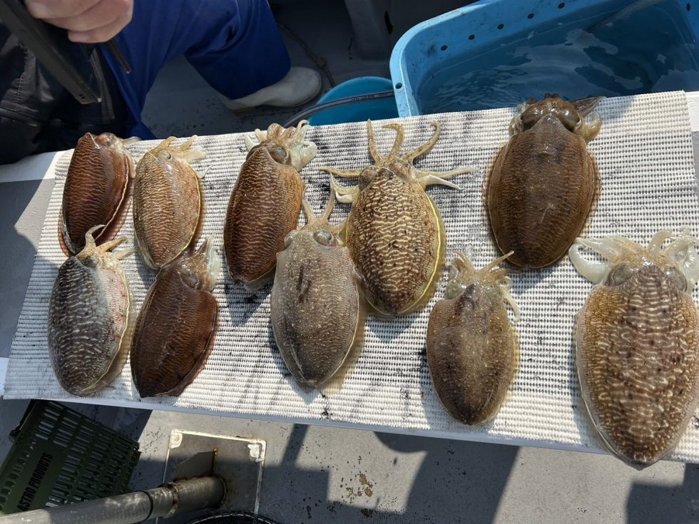 肉厚コウイカ大チャンス！