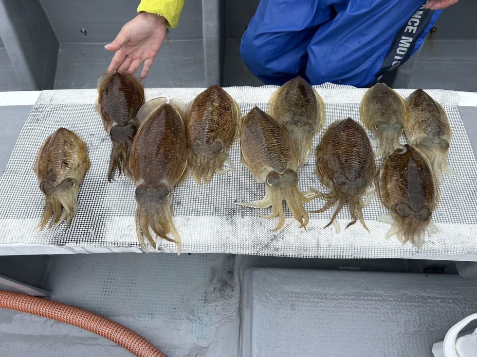 入れ乗りタイムあり！今ならツ抜けも！