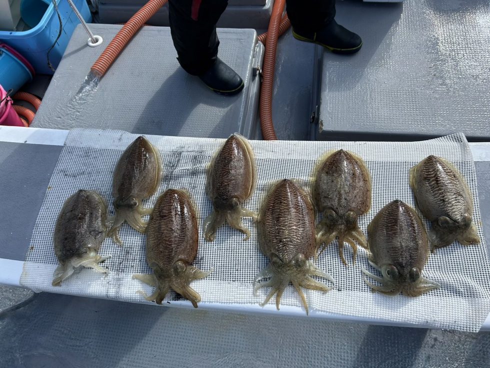 高級コウイカが凄いっ！