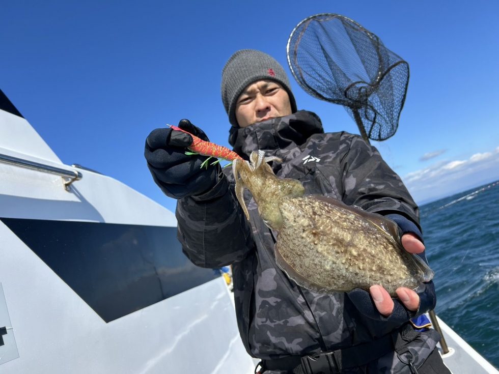 肉厚コウイカ大チャンス！