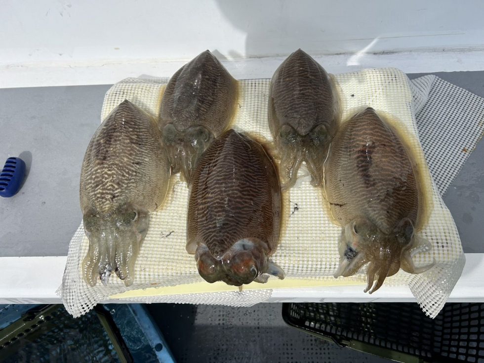 バラシ多数も依然として好調！