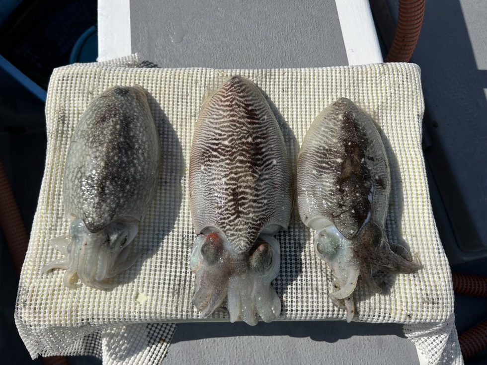 明日(土)も出船確定です！