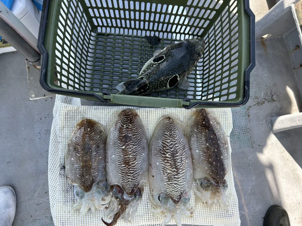 連日とらふぐも！