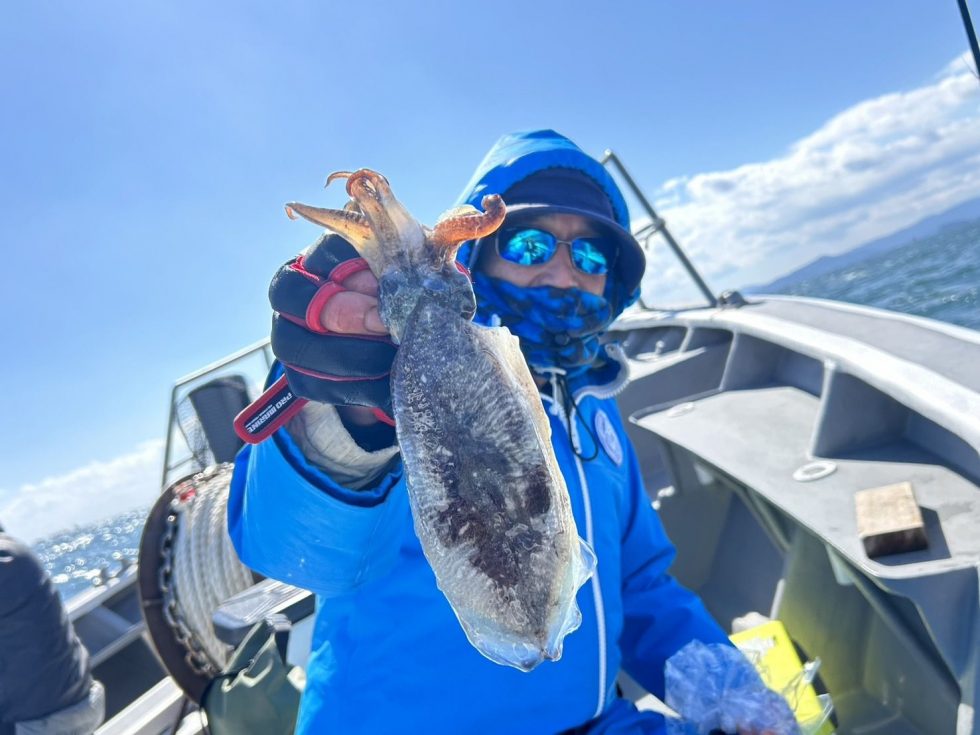人気のコウイカ釣り出船中ですよ！
