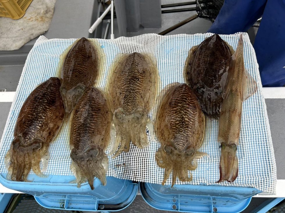 肉厚コウイカ&ヤリイカ！