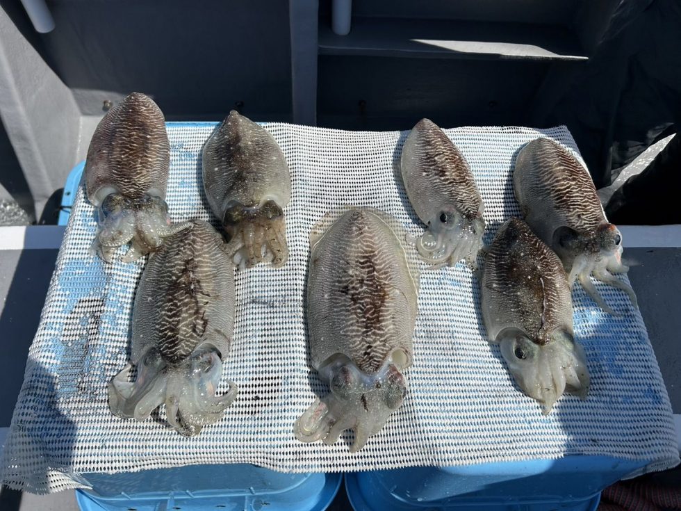 人気のコウイカ大チャンス！