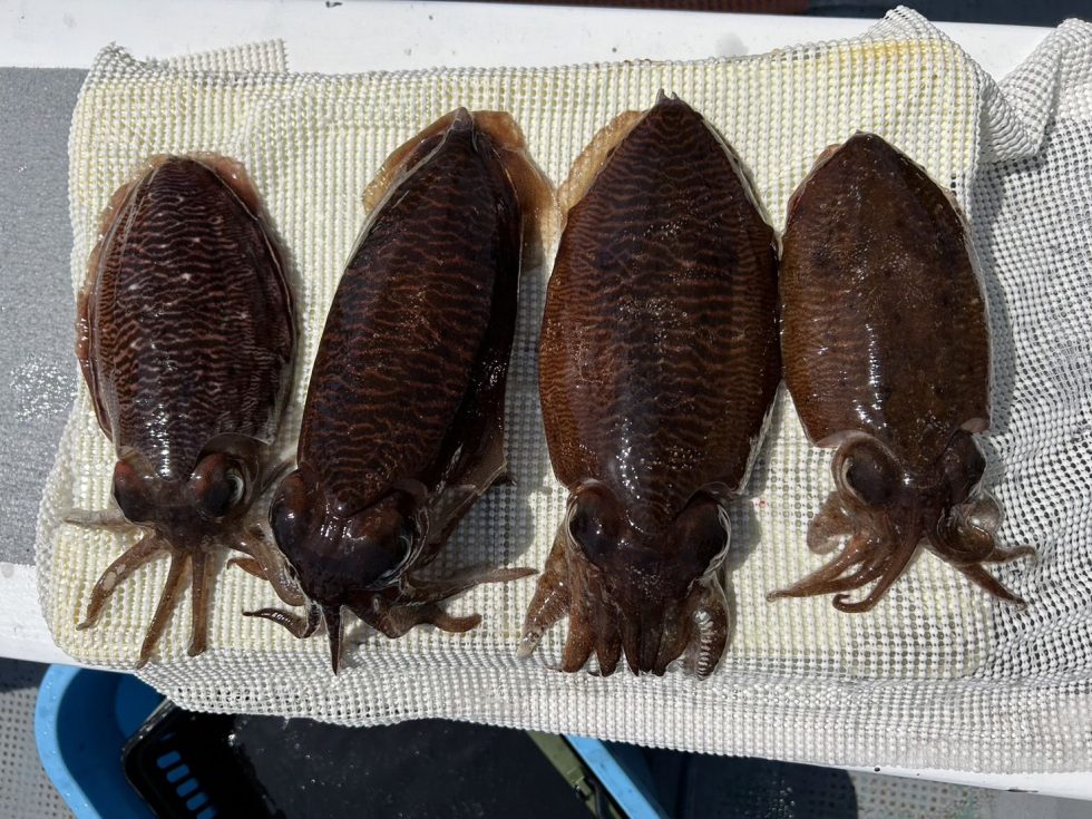 明日(金)イサキ釣り、コウイカ釣り、ともに空き多数