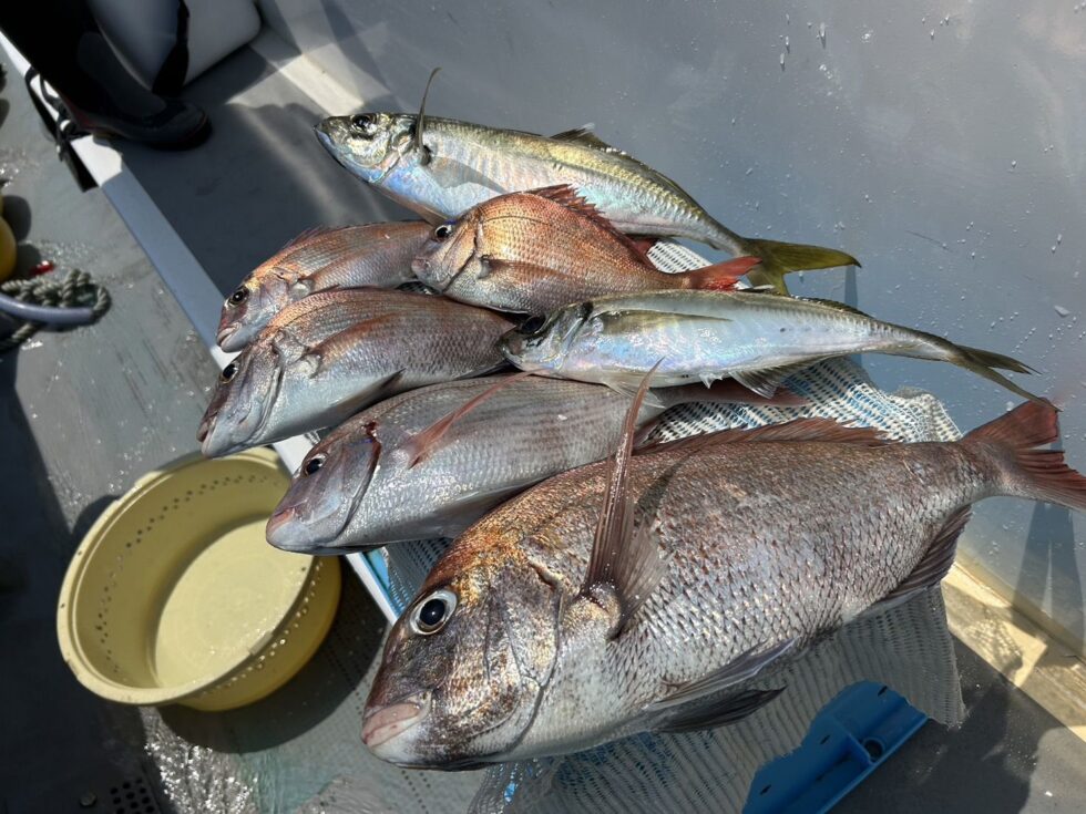 伊勢湾一つテンヤが熱いっ!