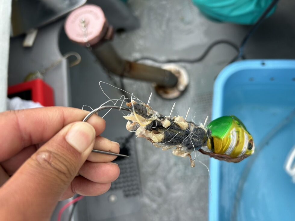 デカイやつはアタリが小さい！今シーズンもテンヤ50号統一！