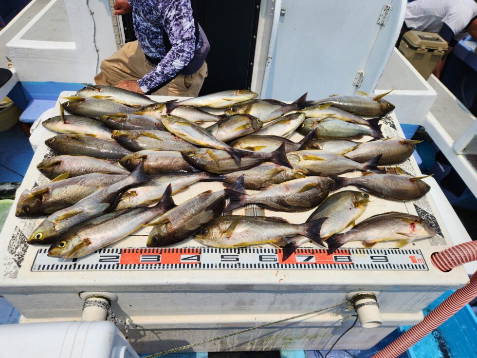 大型イサキ釣り放題!