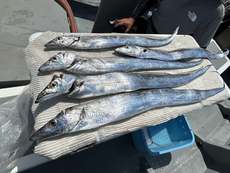 テンヤ専門で出船中！