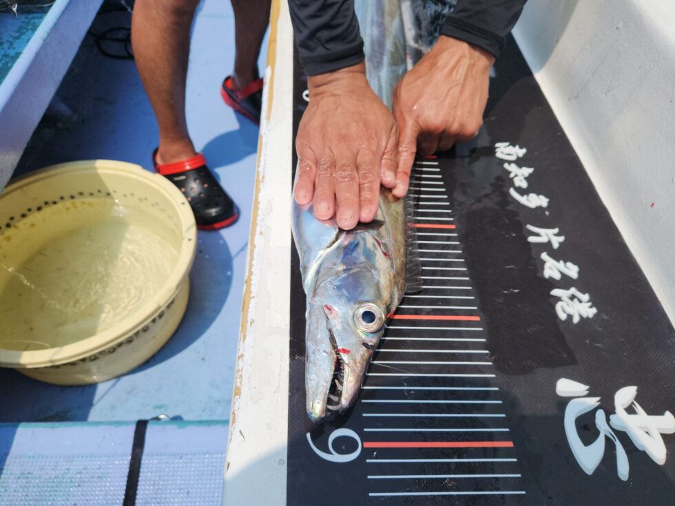 伊良湖水道デブゴン!