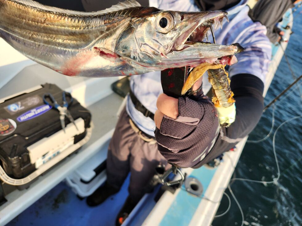 明日(日)テンタチ2隻分乗。朝の飛び入りOK