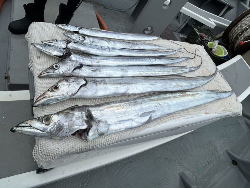 6日(土)テンヤタチウオ出船確定!