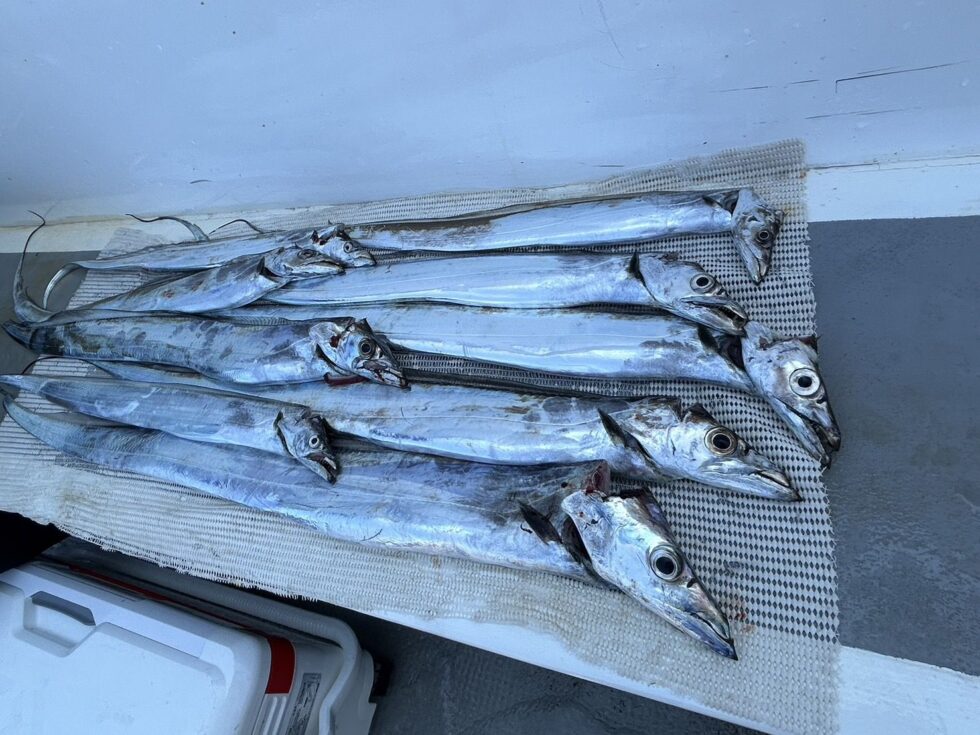 9/11人数増えれば2隻分乗しますので予約お待ちしてます