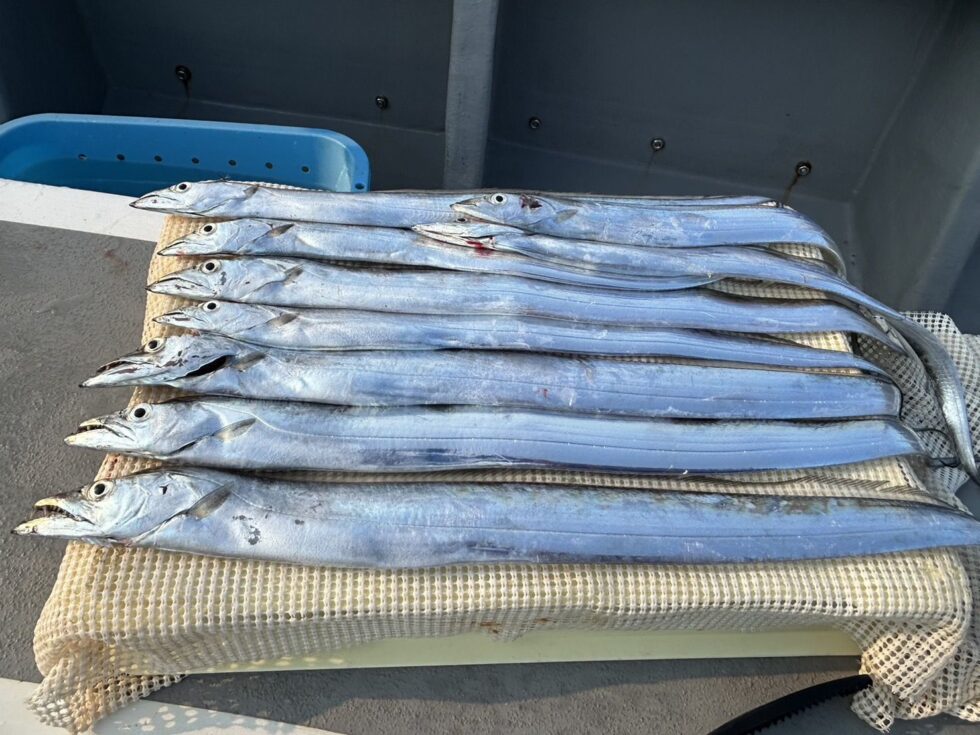 朝便伊良湖沖テンタチ専門、午後便近場数釣り！