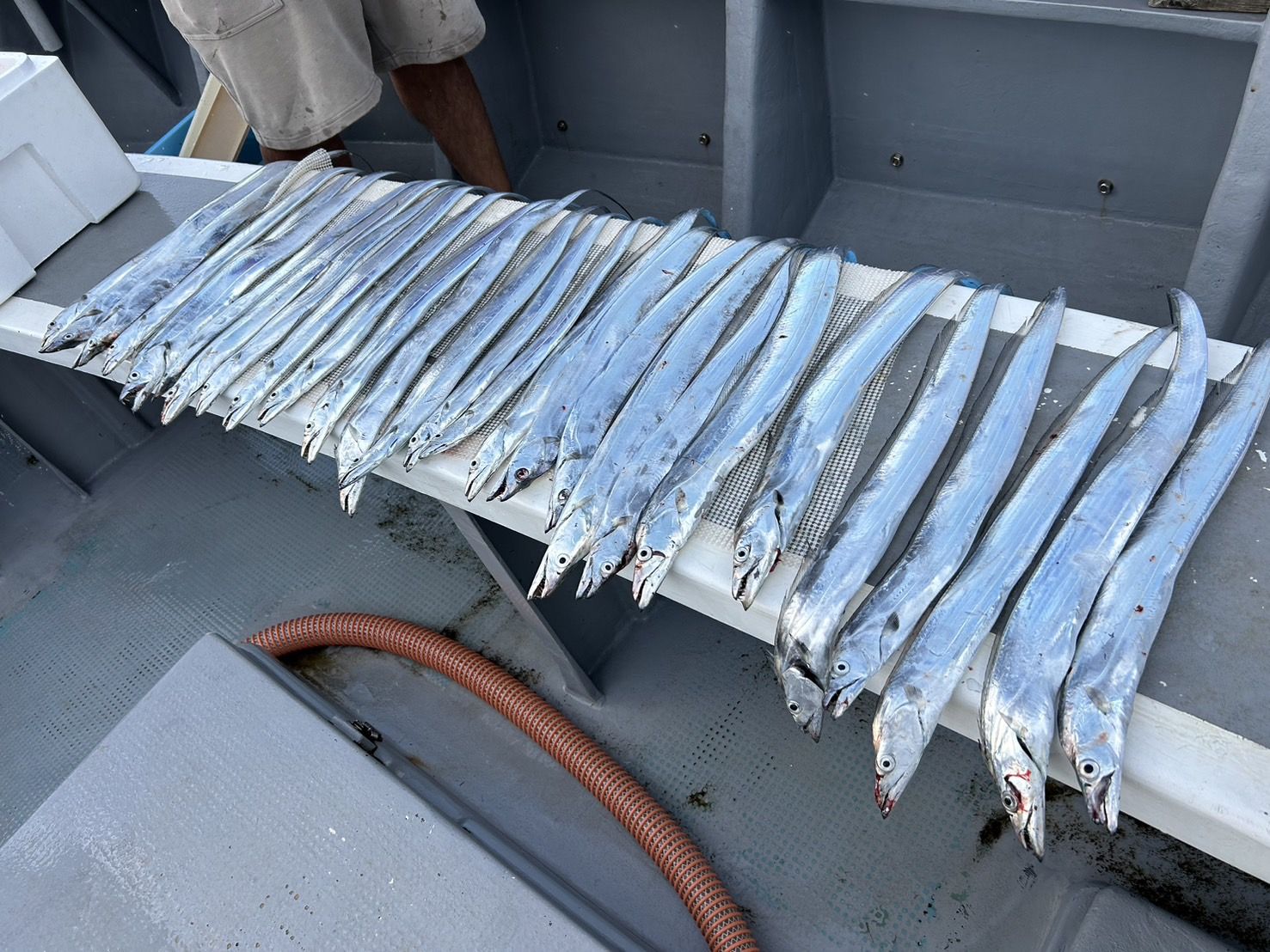 午後ショート便入れ食い中!