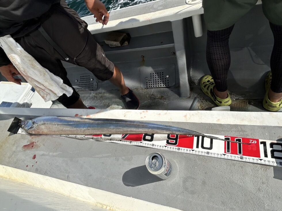 近日一つテンヤ真鯛釣り、出船予定。ウタセ五目もお楽しみに