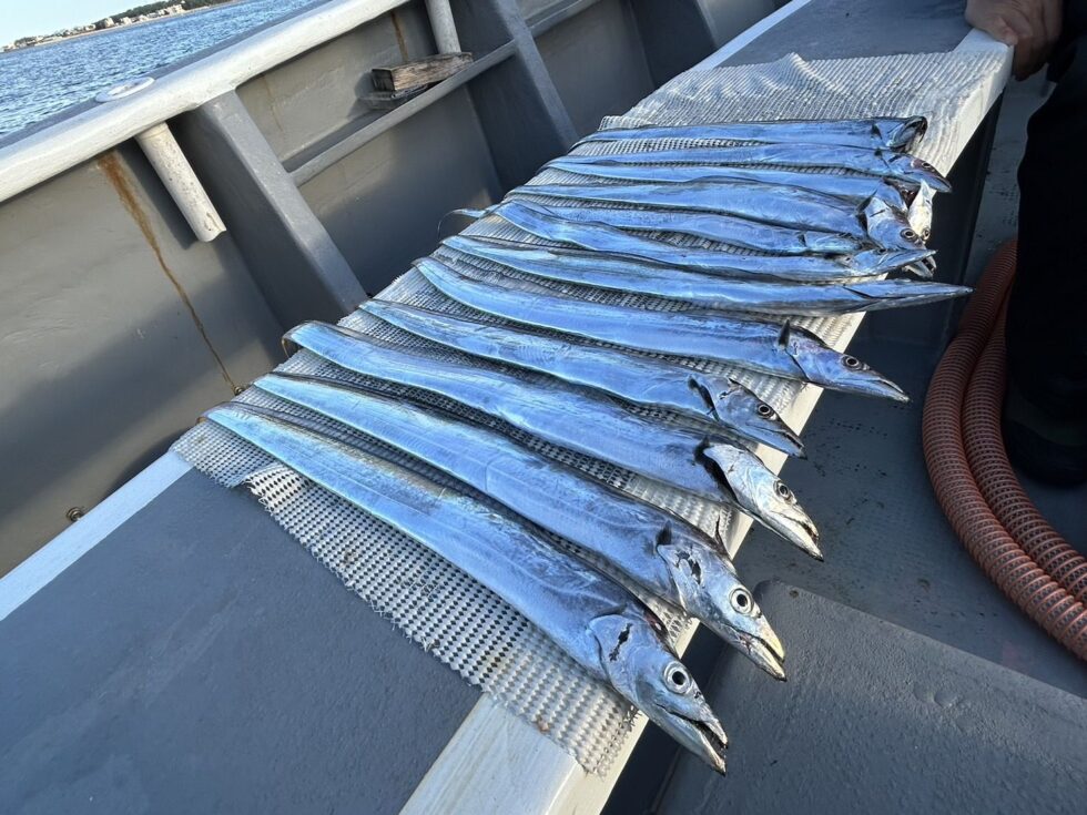 朝便テンタチ専門、午後ショート便港前タチウオ、予約受付中!