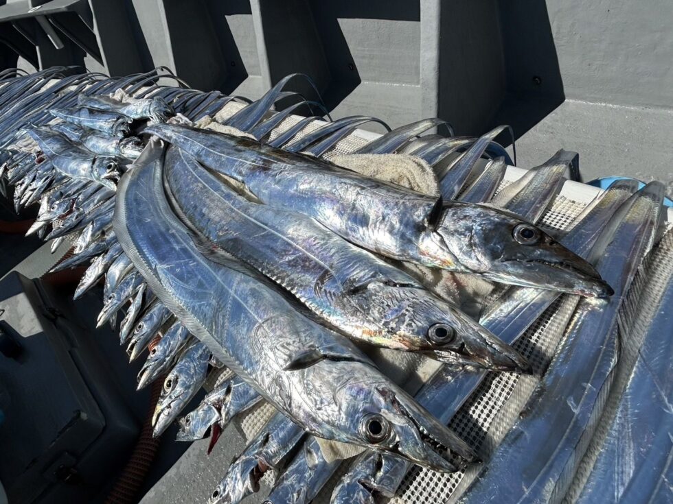 ドラゴン級となると一瞬根掛かりかと思いますよ