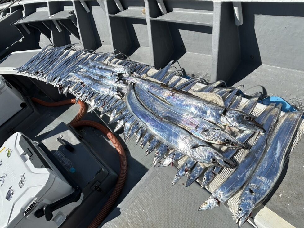 テンヤ専門で出船中！ゲーム性ありリピーター続出中！