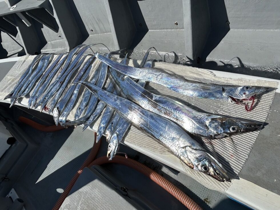 ゲーム性のあるテンヤ専門で出船中！