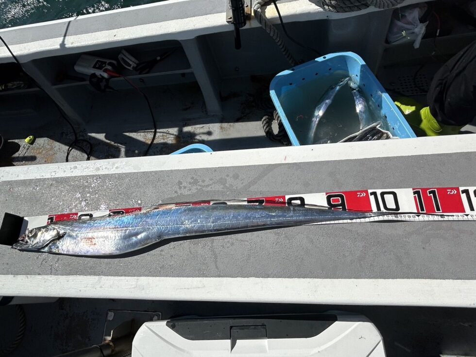 指６！伊良湖水道デブゴン！