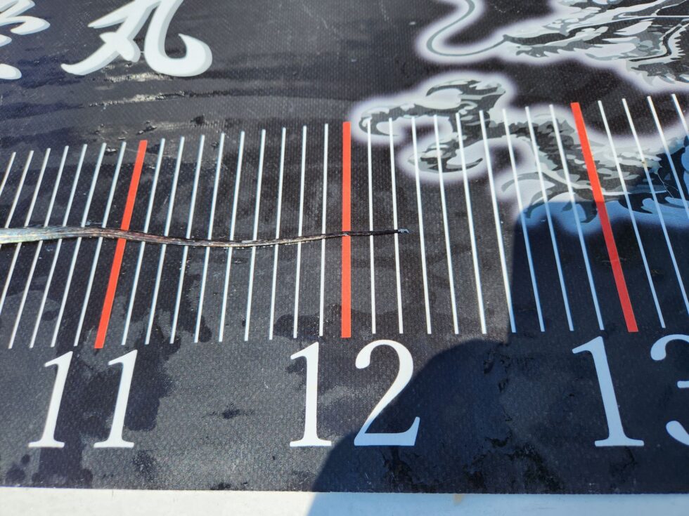 122㎝極太ドラゴン!