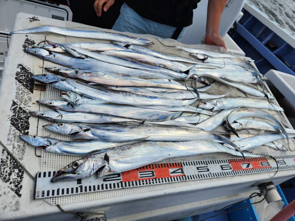 数釣りOK、テンヤで掛けるのも面白いですよ。手返しも重要です