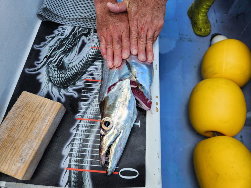 指７極太タチウオ！伊良湖水道連日凄い事になってます！