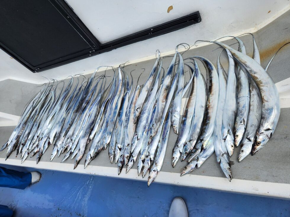 10/1より、一つテンヤ真鯛釣り、ウタセ五目釣り、予約受付開始!