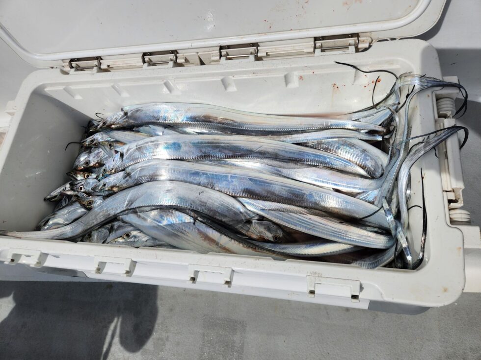 明日(金)出船確定です。かなり空き多数、朝の飛び入りOK